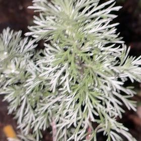 Photo of the plant species California Sagebrush by @BabyKanna50 named Khaleesi on Greg, the plant care app