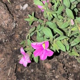 Photo of the plant species Mexican-Heather by @BabyKanna50 named Lola on Greg, the plant care app