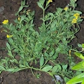 Photo of the plant species Baby Jump-Up by @BabyKanna50 named Orlando Bloom on Greg, the plant care app