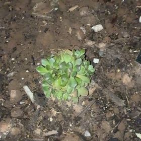 Photo of the plant species Water Spangles by @BabyKanna50 named Spike Leaves on Greg, the plant care app