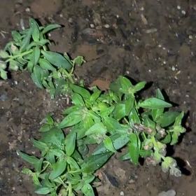 Photo of the plant species Pennsylvania Pellitory by @BabyKanna50 named Osmo on Greg, the plant care app