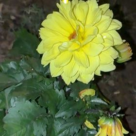 Photo of the plant species Garden Dahlia by @BabyKanna50 named Remington on Greg, the plant care app