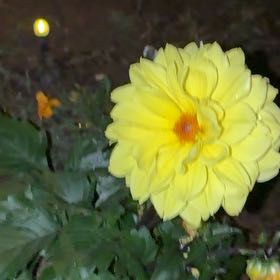Photo of the plant species Garden Dahlia by @BabyKanna50 named Rihanna on Greg, the plant care app