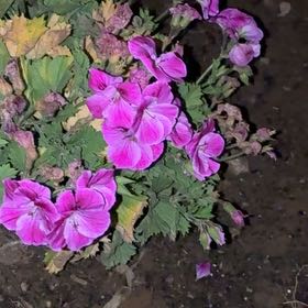 Photo of the plant species Lunaria Annua by @BabyKanna50 named Leaf Erickson on Greg, the plant care app