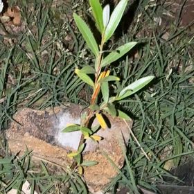 Photo of the plant species White Willow by @BabyKanna50 named Beyonce on Greg, the plant care app