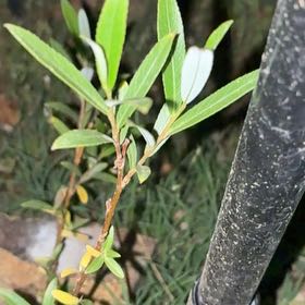 Photo of the plant species White Willow by @BabyKanna50 named Ronaldo on Greg, the plant care app