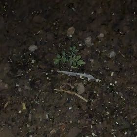 Photo of the plant species Carolina Mosquitofern by @BabyKanna50 named Gates on Greg, the plant care app