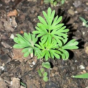 Photo of the plant species Longstalk Cranesbill by @BabyKanna50 named Figyonce on Greg, the plant care app