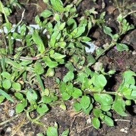 Photo of the plant species Neckweed by @BabyKanna50 named Rainier on Greg, the plant care app