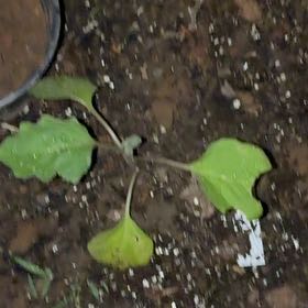 Photo of the plant species Black Nightshade by @BabyKanna50 named da Vinci on Greg, the plant care app