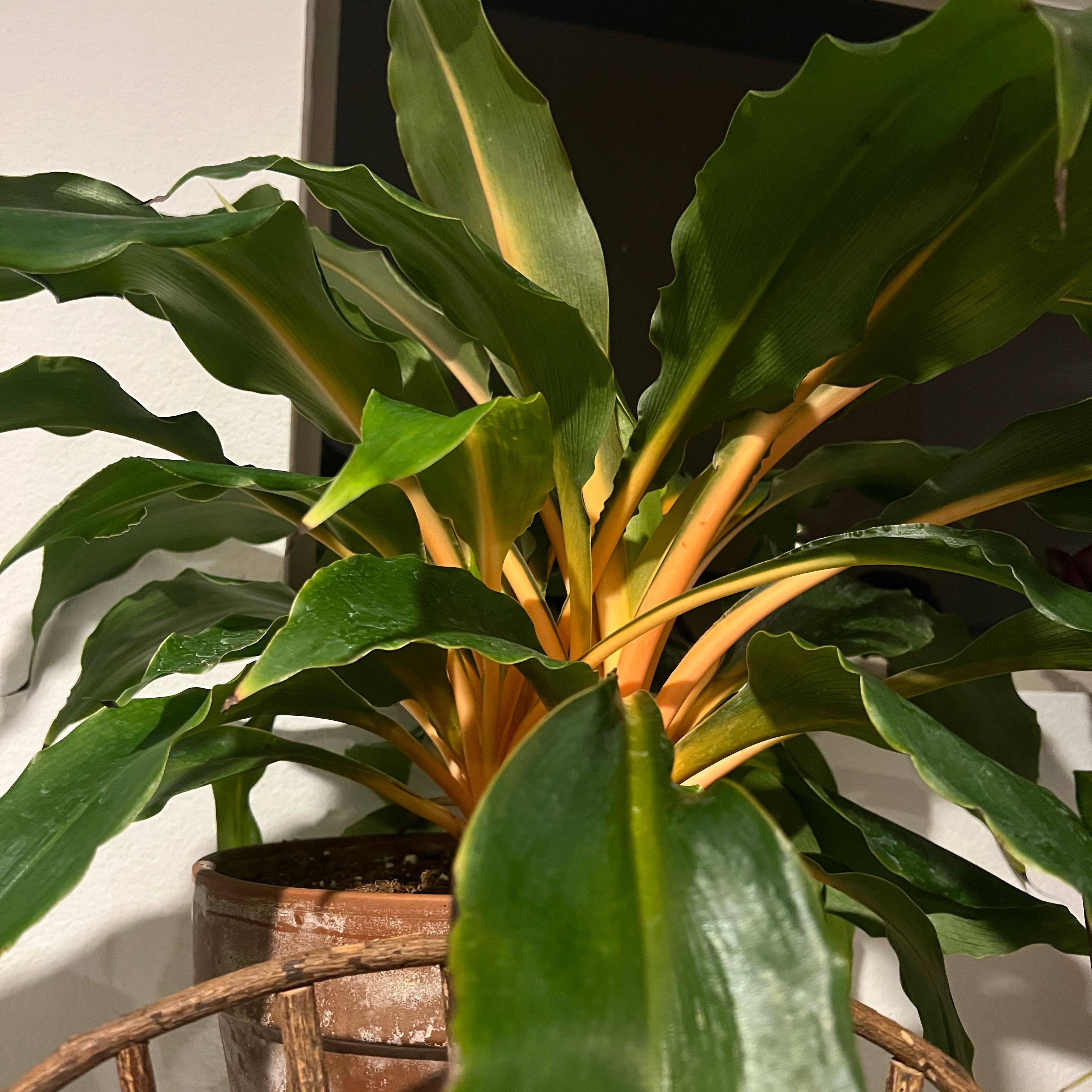Photo of the plant species Orange Spider Plant by @BestCatthyme3 named Foxxy on Greg, the plant care app