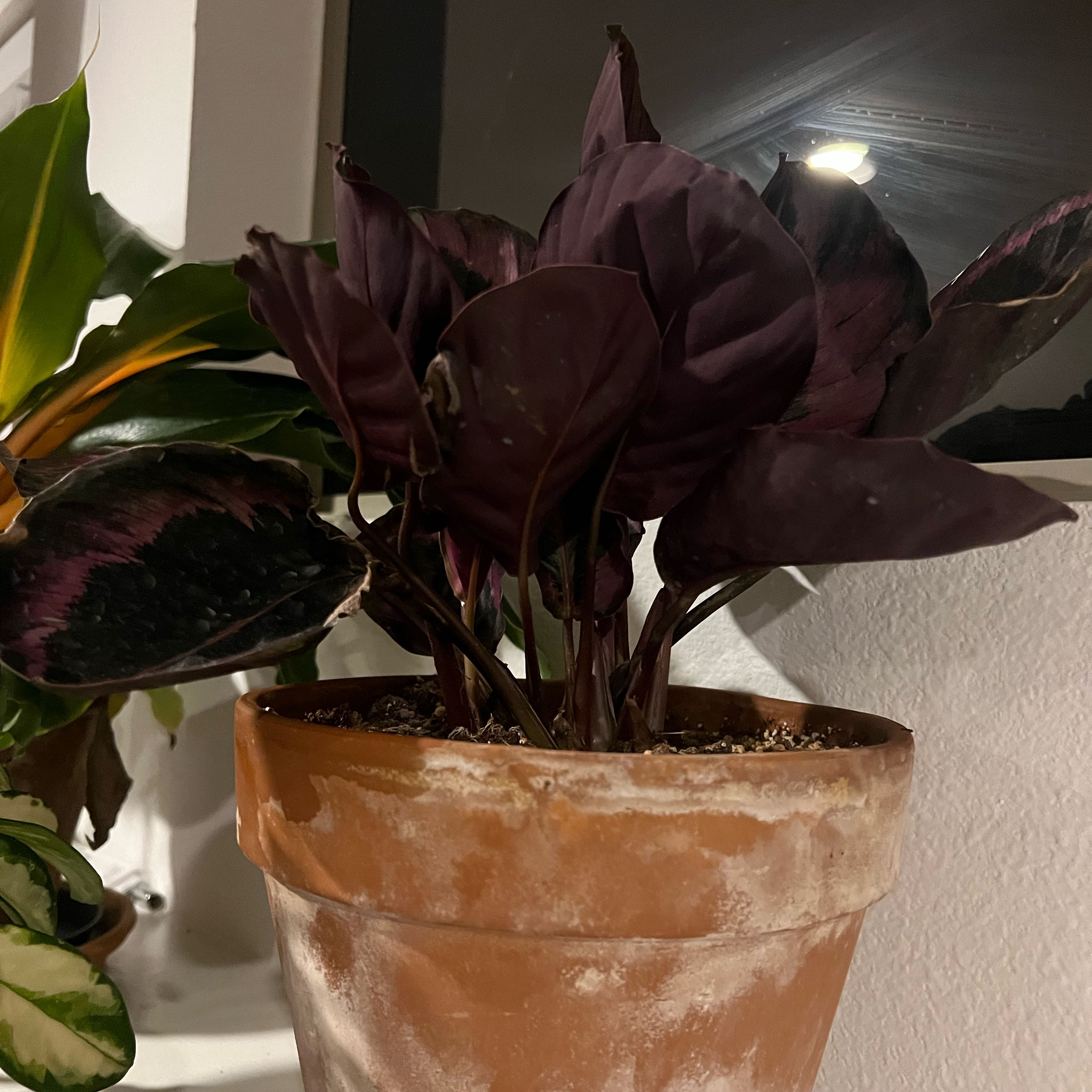 Photo of the plant species Calathea Dottie by @BestCatthyme3 named Stella on Greg, the plant care app