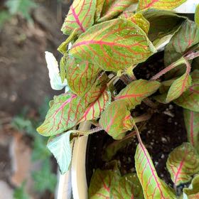 Photo of the plant species Nerve Plant by @TopCowpea42 named Einstein on Greg, the plant care app