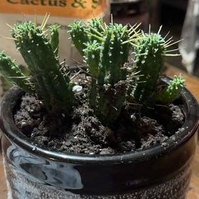 Photo of the plant species Corncob Cactus by @BlazingMahoe12 named Navajo on Greg, the plant care app
