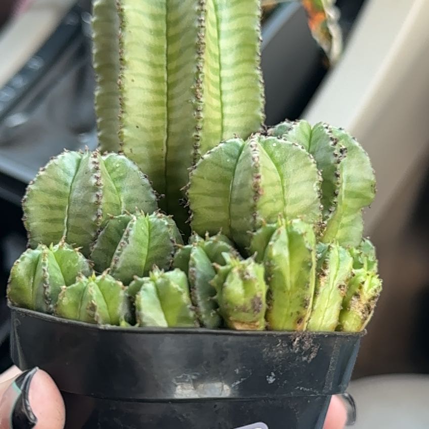 Photo of the plant species Pincushion by @BlazingMahoe12 named Marilyn on Greg, the plant care app