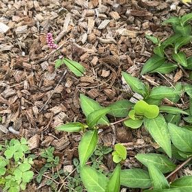 Photo of the plant species Persicaria Longiseta by @HeiressTobacco named Orlando Bloom on Greg, the plant care app