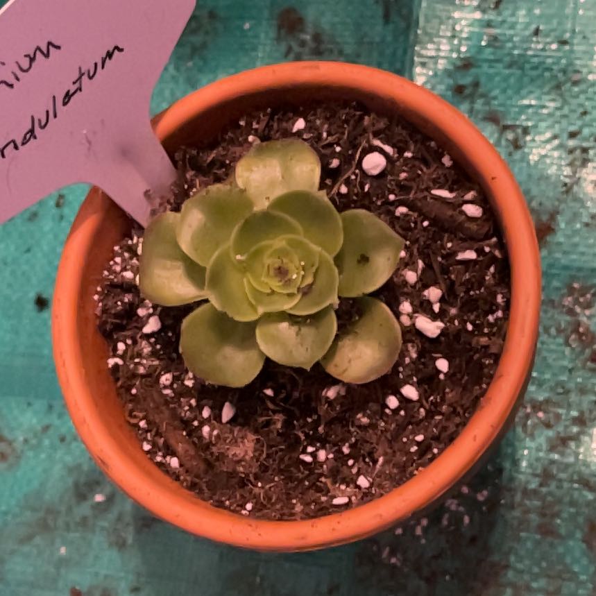 Photo of the plant species Stalked Aeonium by @LilRed named Zoe on Greg, the plant care app