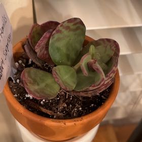 Photo of the plant species Kalanchoe humilis by @LilRed named Tree Diddy on Greg, the plant care app