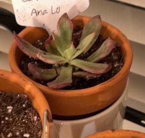 Photo of the plant species Echeveria 'Ana Lu' by @LilRed named Lu Lu on Greg, the plant care app