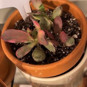 Photo of the plant species Pink Jade by @LilRed named Pinky Lee on Greg, the plant care app