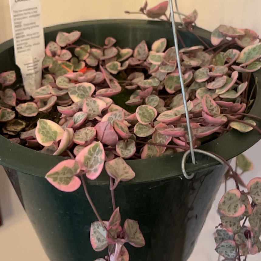 Photo of the plant species Calico Kitten by @LilRed named Taylor Swift on Greg, the plant care app