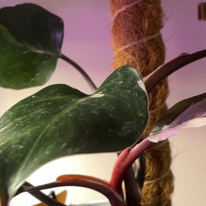 Photo of the plant species White Knight Philodendron by @LilRed named Glenn on Greg, the plant care app