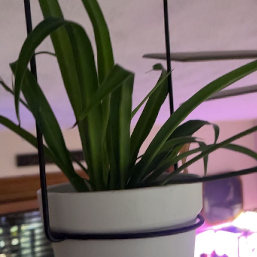 Photo of the plant species Hawaiian Spider Plant by @LilRed named Fauna on Greg, the plant care app