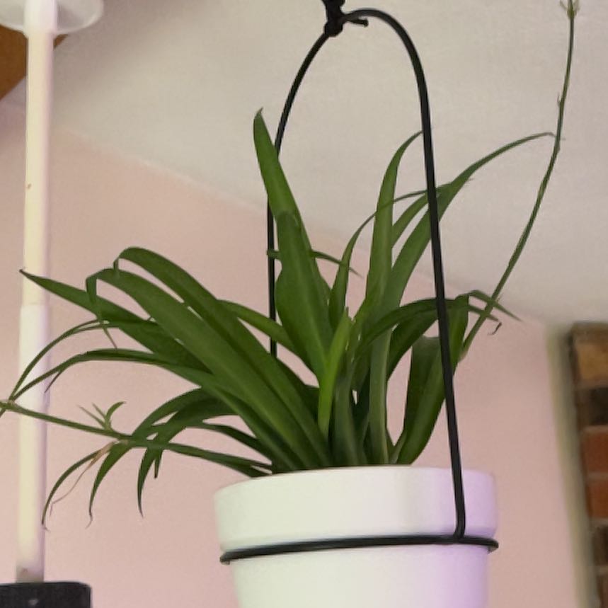 Photo of the plant species Hawaiian Spider Plant by @LilRed named Farra on Greg, the plant care app