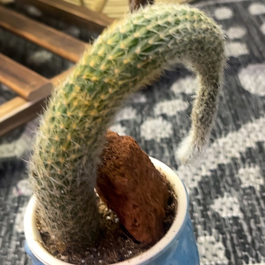 Photo of the plant species Monkey Tail Cactus by @LilRed named George on Greg, the plant care app