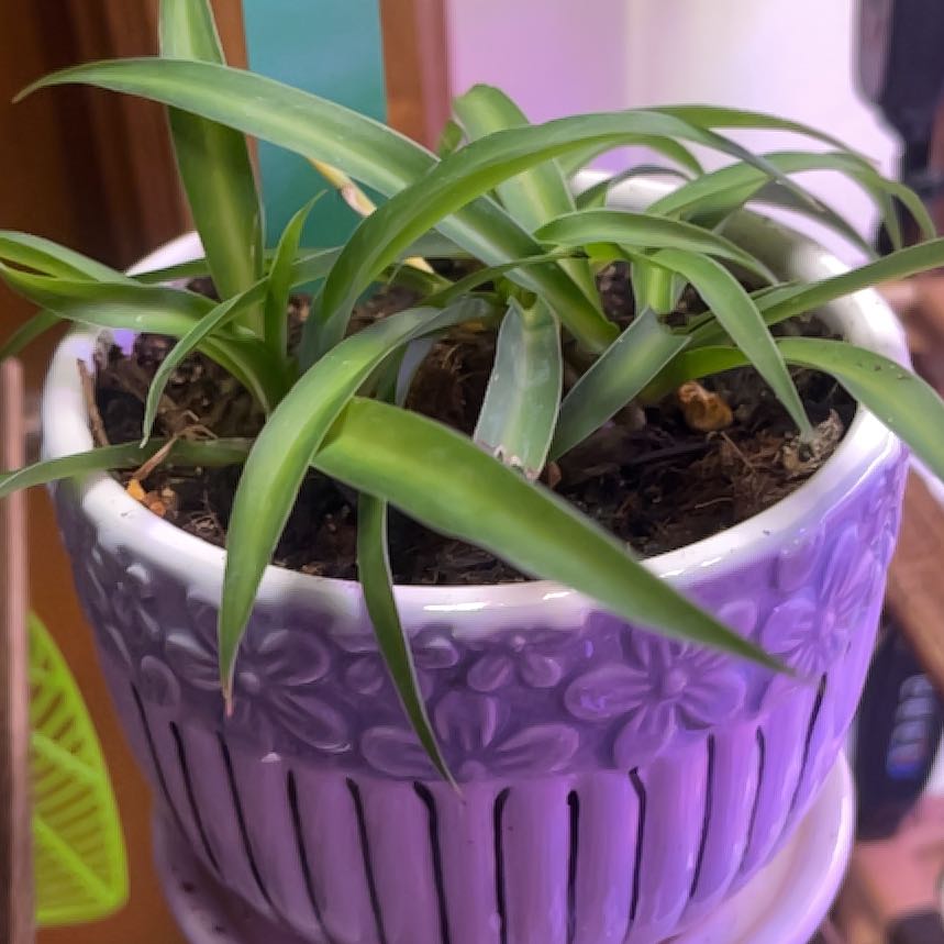 Photo of the plant species Hawaiian Spider Plant by @LilRed named Plato on Greg, the plant care app