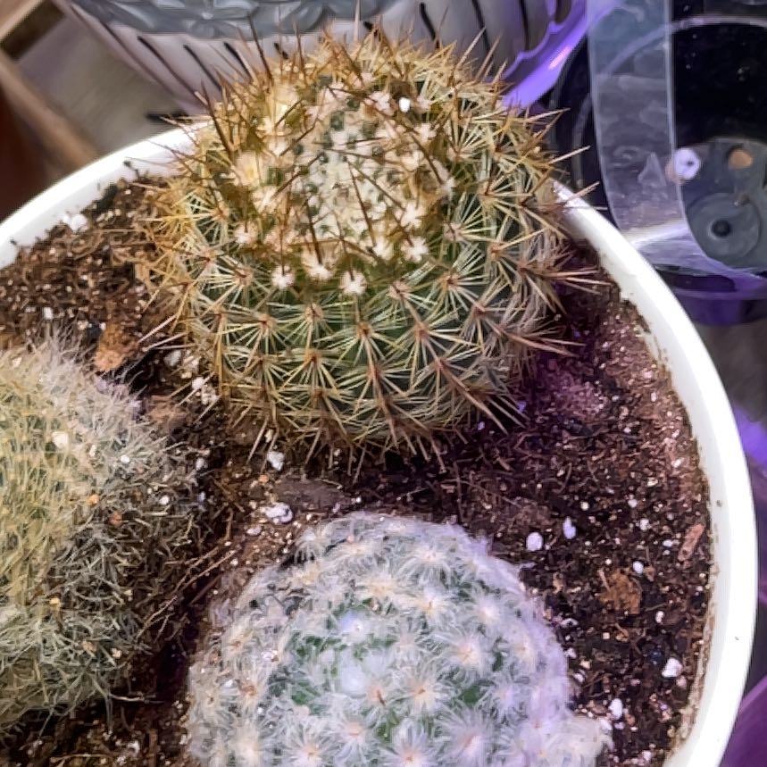 Photo of the plant species Cinnamon Cactus by @LilRed named Vegas on Greg, the plant care app