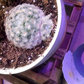Photo of the plant species feather cactus by @LilRed named Carl Rojas on Greg, the plant care app