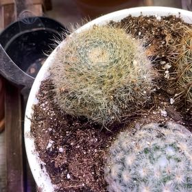 Photo of the plant species Old Lady Cactus by @LilRed named Angie on Greg, the plant care app