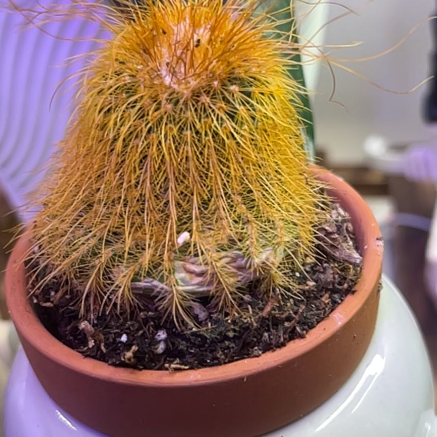 Photo of the plant species Notocactus leninghausii by @LilRed named Trump on Greg, the plant care app