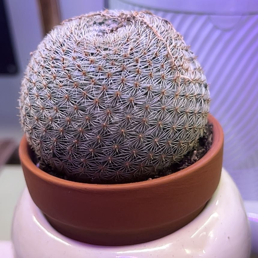 Photo of the plant species Cactus by @LilRed named Nixon on Greg, the plant care app