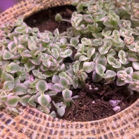 Photo of the plant species Sedum 'Little Missy' by @LilRed named Veredaro on Greg, the plant care app