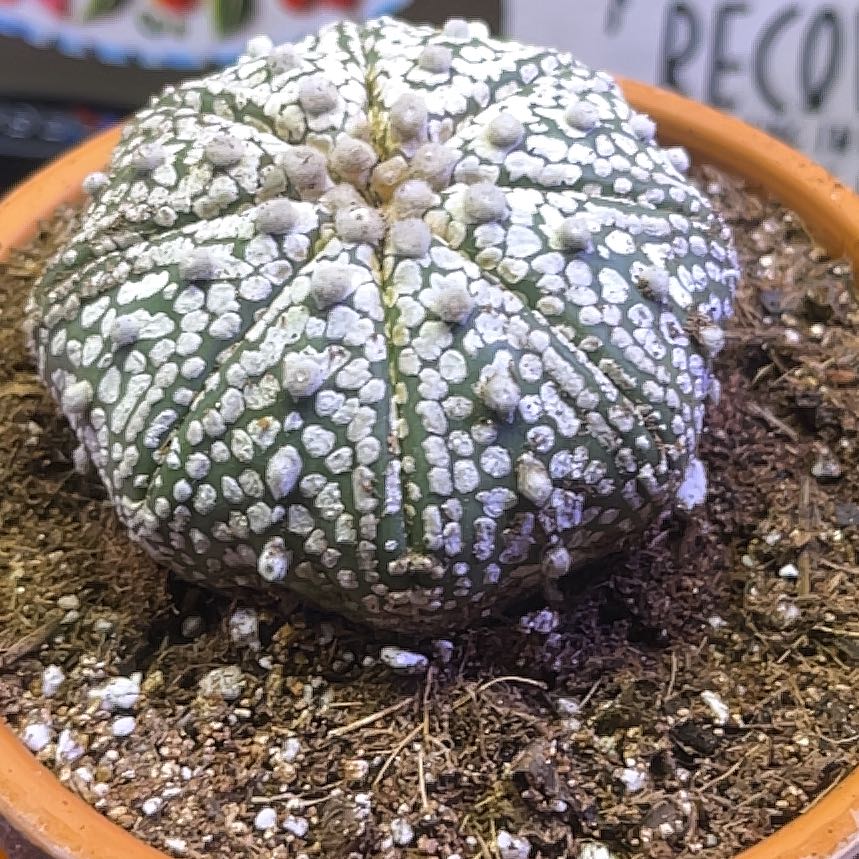 Photo of the plant species Sand Dollar Cactus by @LilRed named Athens on Greg, the plant care app