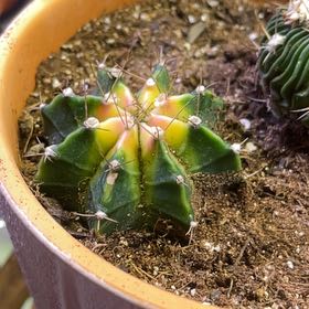 Photo of the plant species Colorful Moon Cactus by @LilRed named Miami on Greg, the plant care app