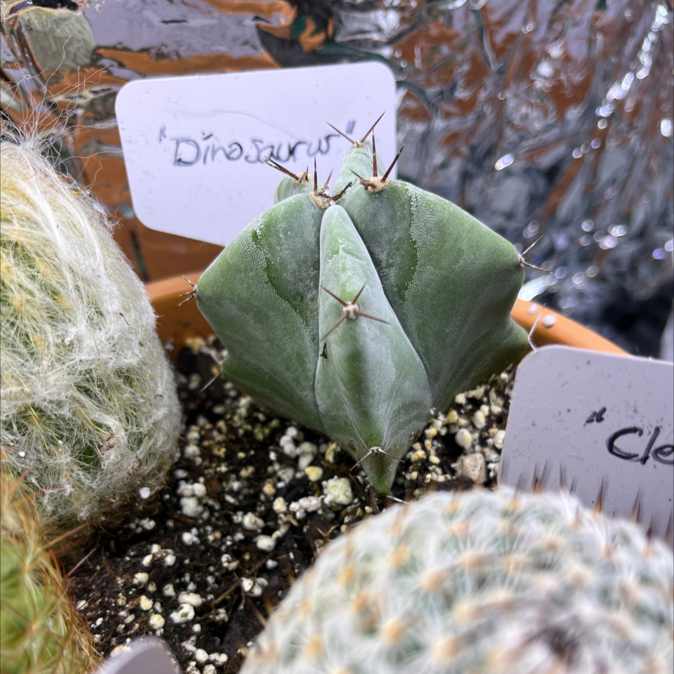 Photo of the plant species Gray Ghost Organ Pipe by @LilRed named Dinosaurus on Greg, the plant care app