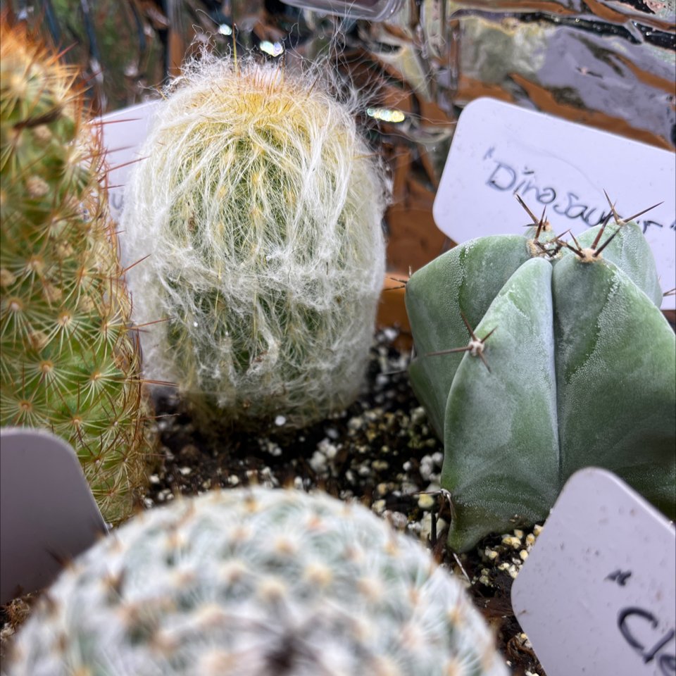 Photo of the plant species Peruvian Old Man Cactus by @LilRed named Vanessa on Greg, the plant care app