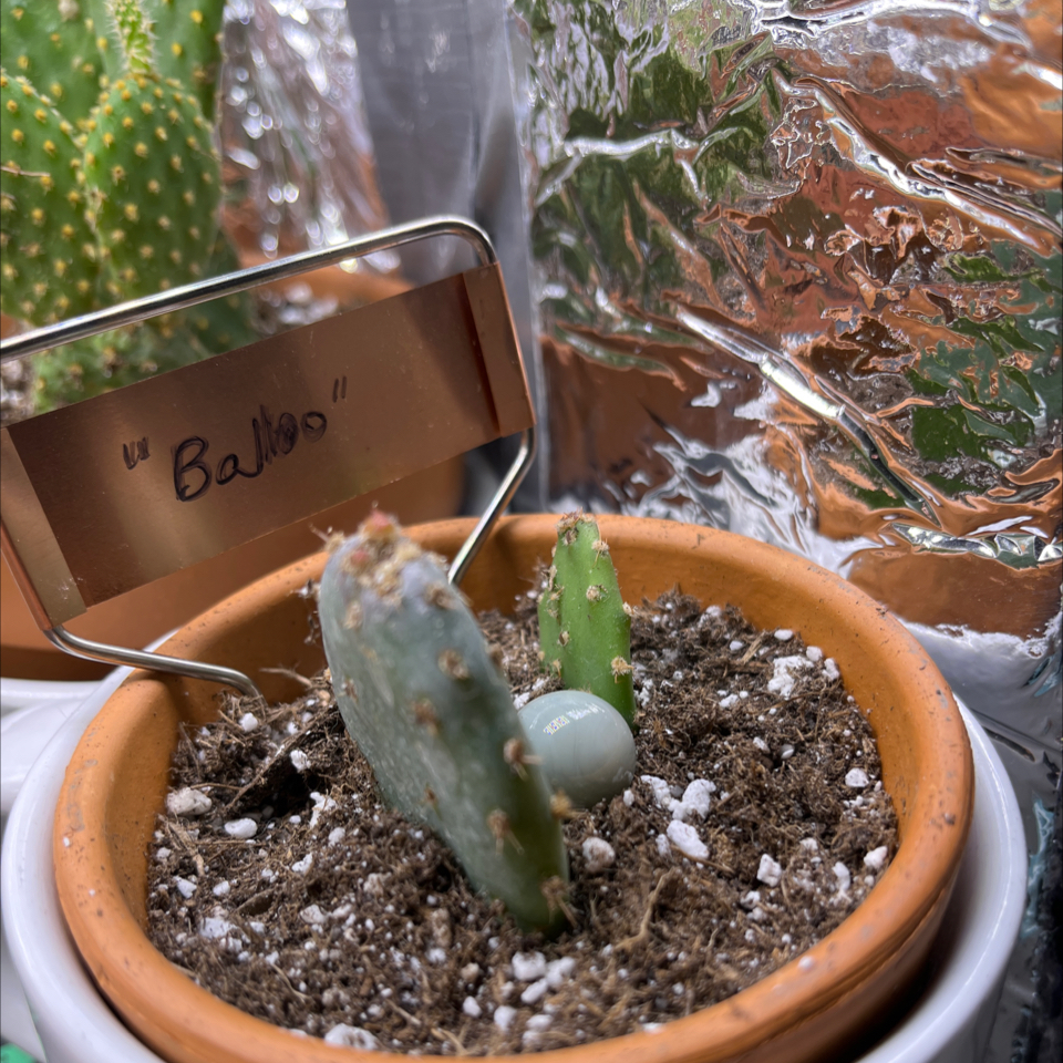 Photo of the plant species Purple Prickly Pear by @LilRed named Baloo on Greg, the plant care app