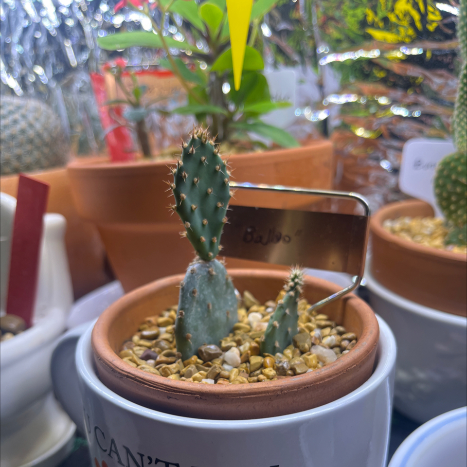 Photo of the plant species Purple Prickly Pear by @LilRed named Baloo on Greg, the plant care app