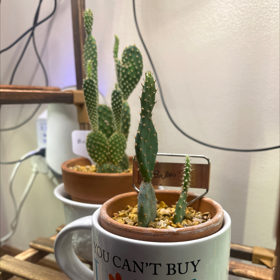 Photo of the plant species Purple Prickly Pear by @LilRed named Baloo on Greg, the plant care app