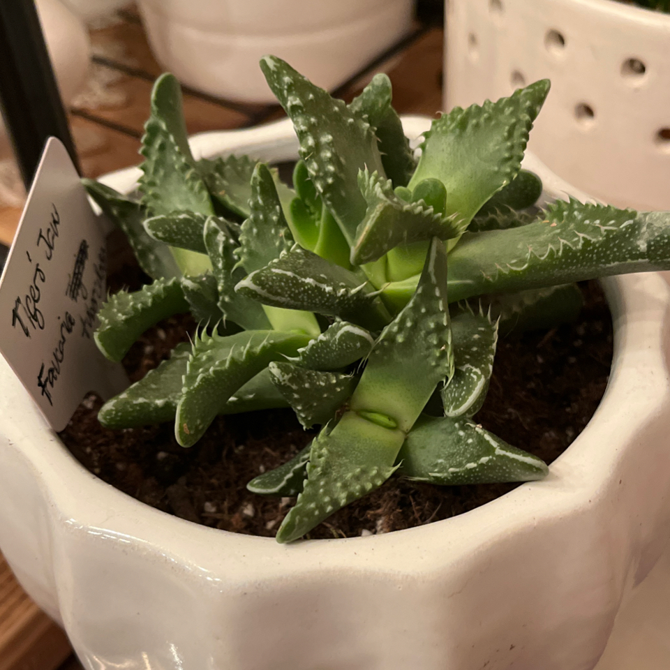 Photo of the plant species Pebbled Tiger Jaws by @LilRed named Vincent on Greg, the plant care app