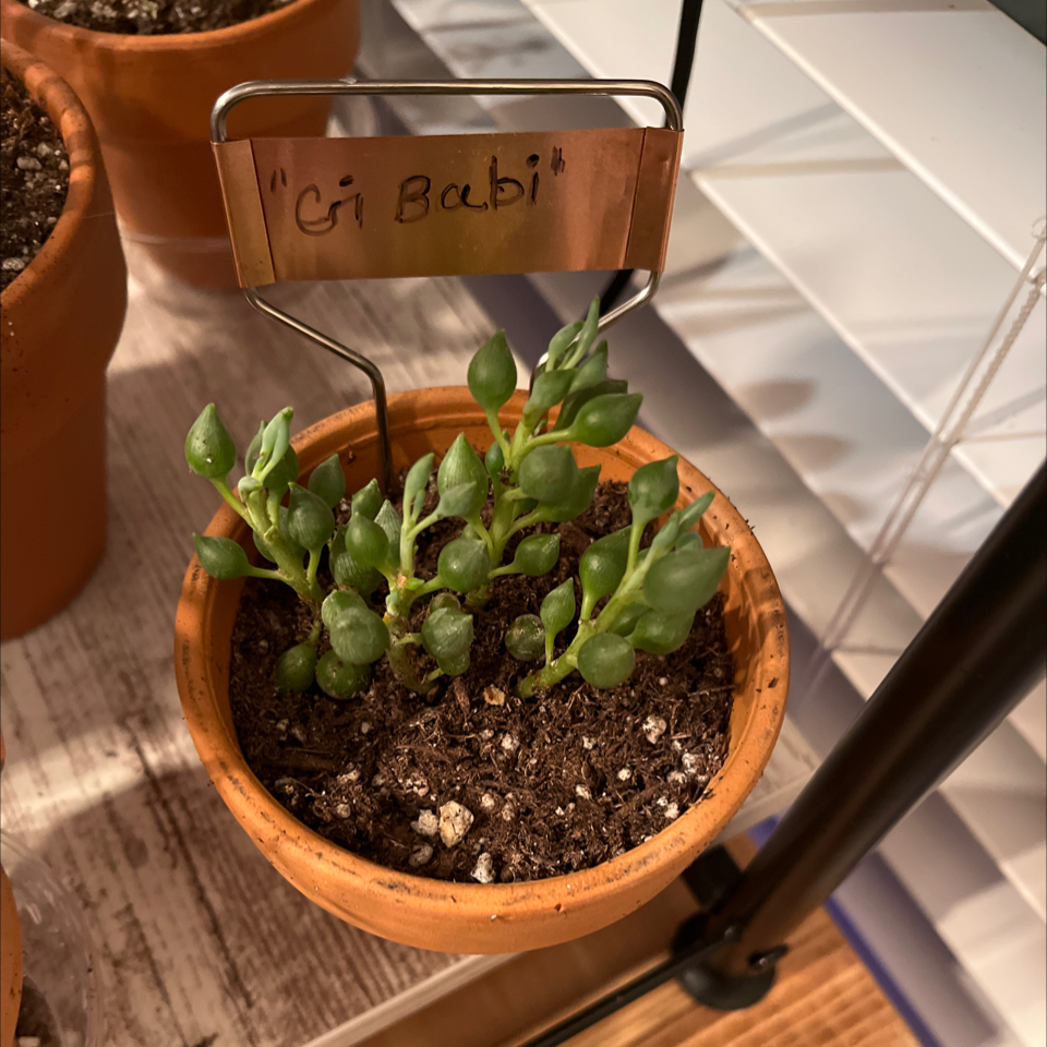 Photo of the plant species String of Tears by @LilRed named C-Note on Greg, the plant care app