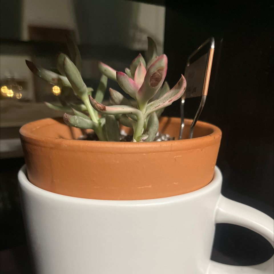 Photo of the plant species Candy Cane Crassula by @LilRed named Stella Luna on Greg, the plant care app