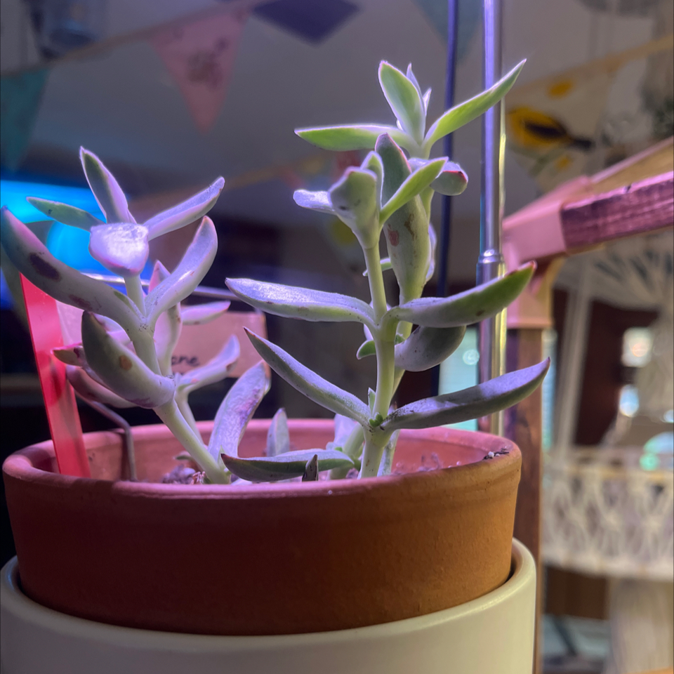 Photo of the plant species Candy Cane Crassula by @LilRed named Stella Luna on Greg, the plant care app