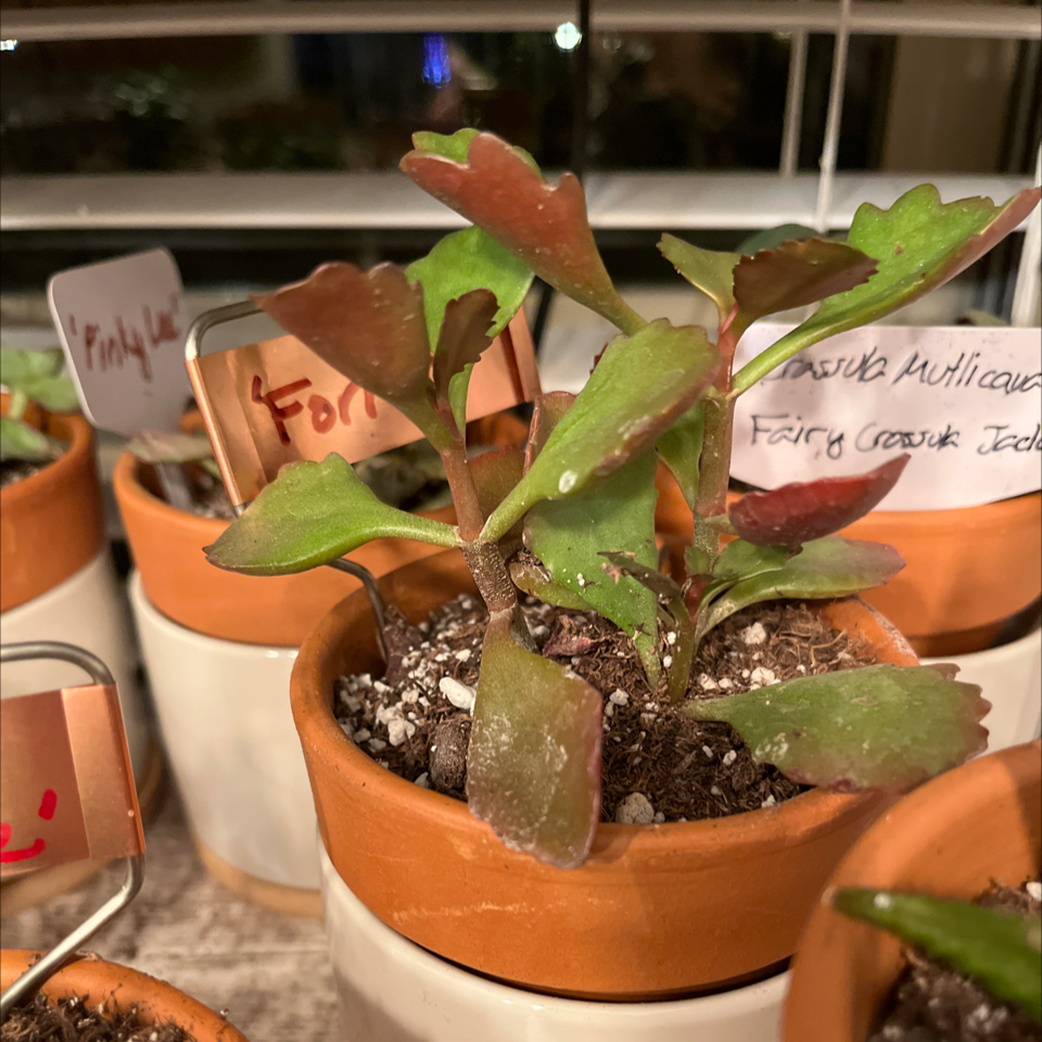 Photo of the plant species Tugela Cliff-Kalanchoe by @LilRed named Matthew on Greg, the plant care app