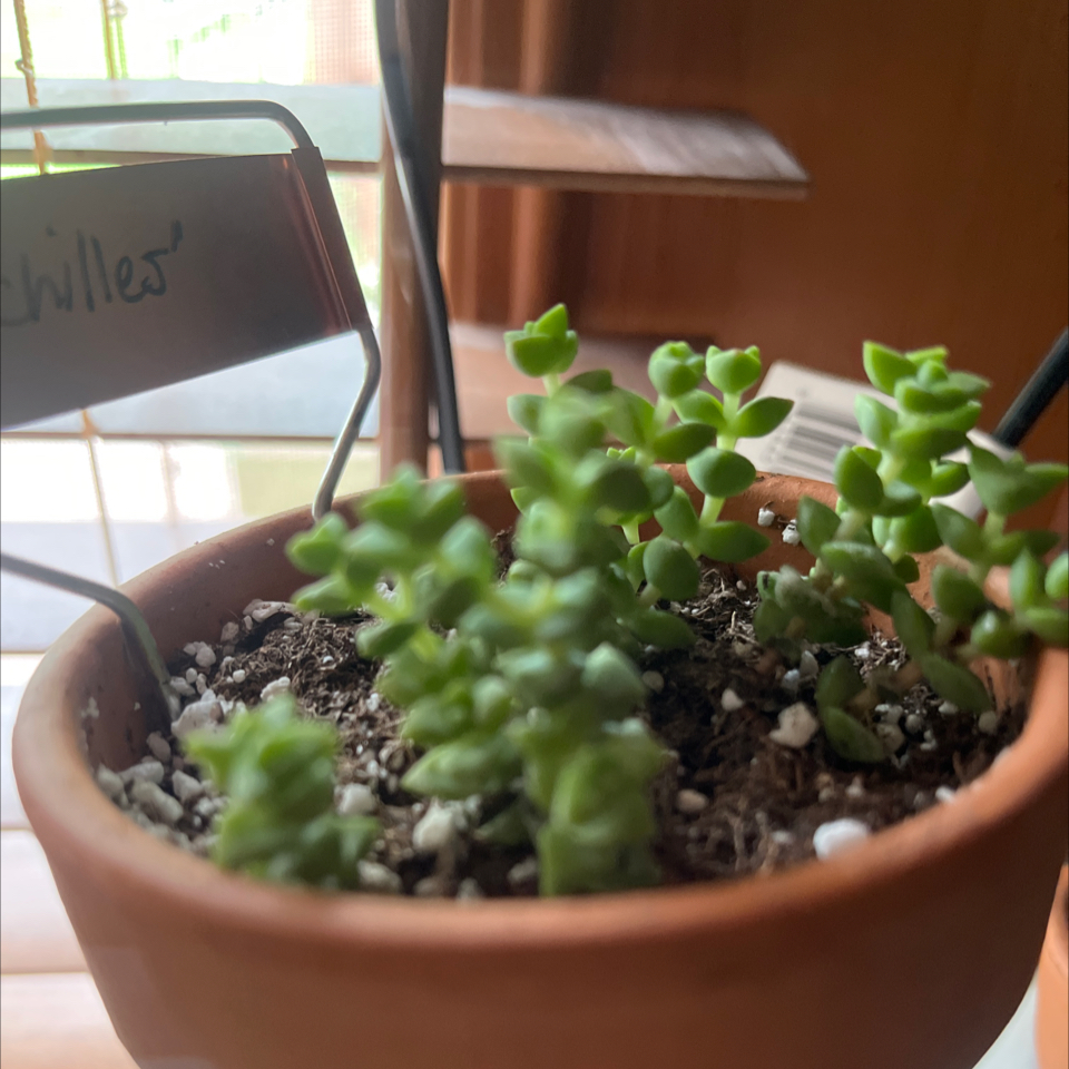 Photo of the plant species Tom Thumb by @LilRed named Achilles on Greg, the plant care app