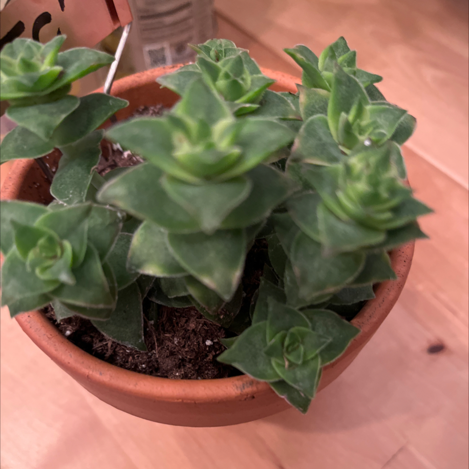 Photo of the plant species Ivory Towers Crassula by @LilRed named Maddie on Greg, the plant care app